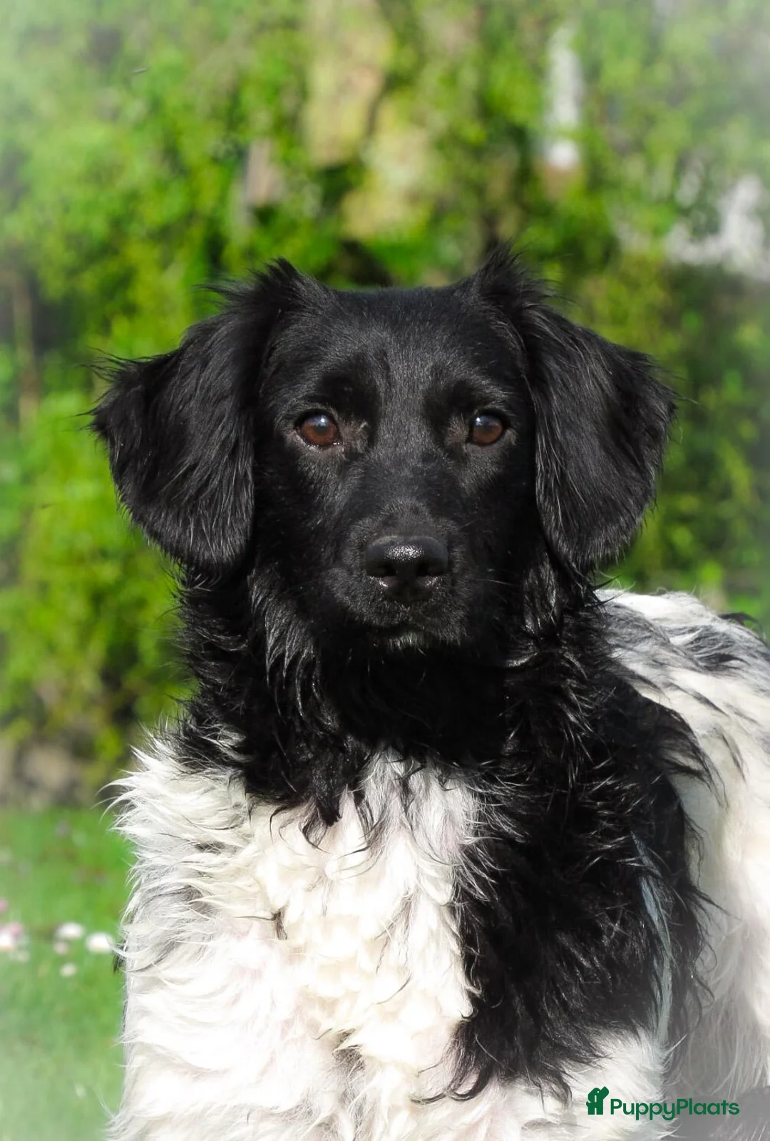 Kooikerhondje honden te koop: Prachtige Friese Stabij x kooiker - Advertentie 11