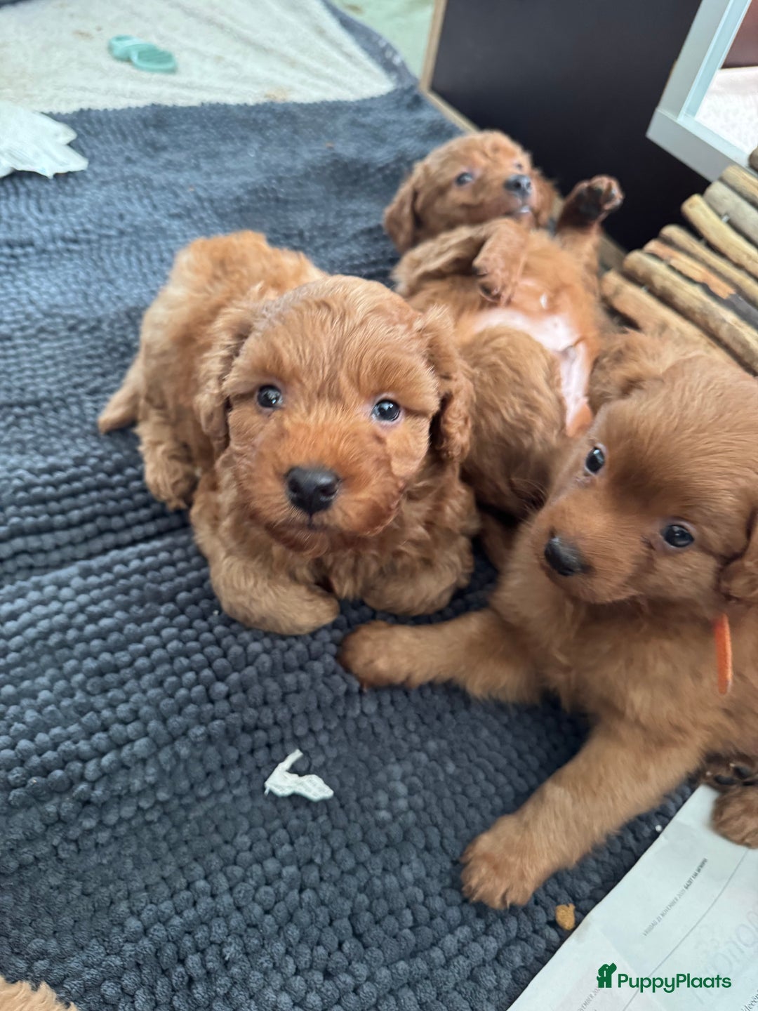 Kruising honden te koop: Huiselijke nest POEDELS, moeder & vader aanwezig  - Advertentie 6