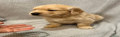 Golden Retriever Puppy 2