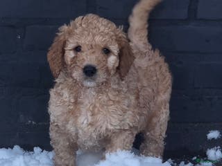 Kruising honden Goldendoodle reutjes mogen verhuizen - Advertentie 4