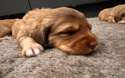 Kruising honden te koop: Bijzonder mooie combi: Toller X Teckel kruising, - Afbeelding 15