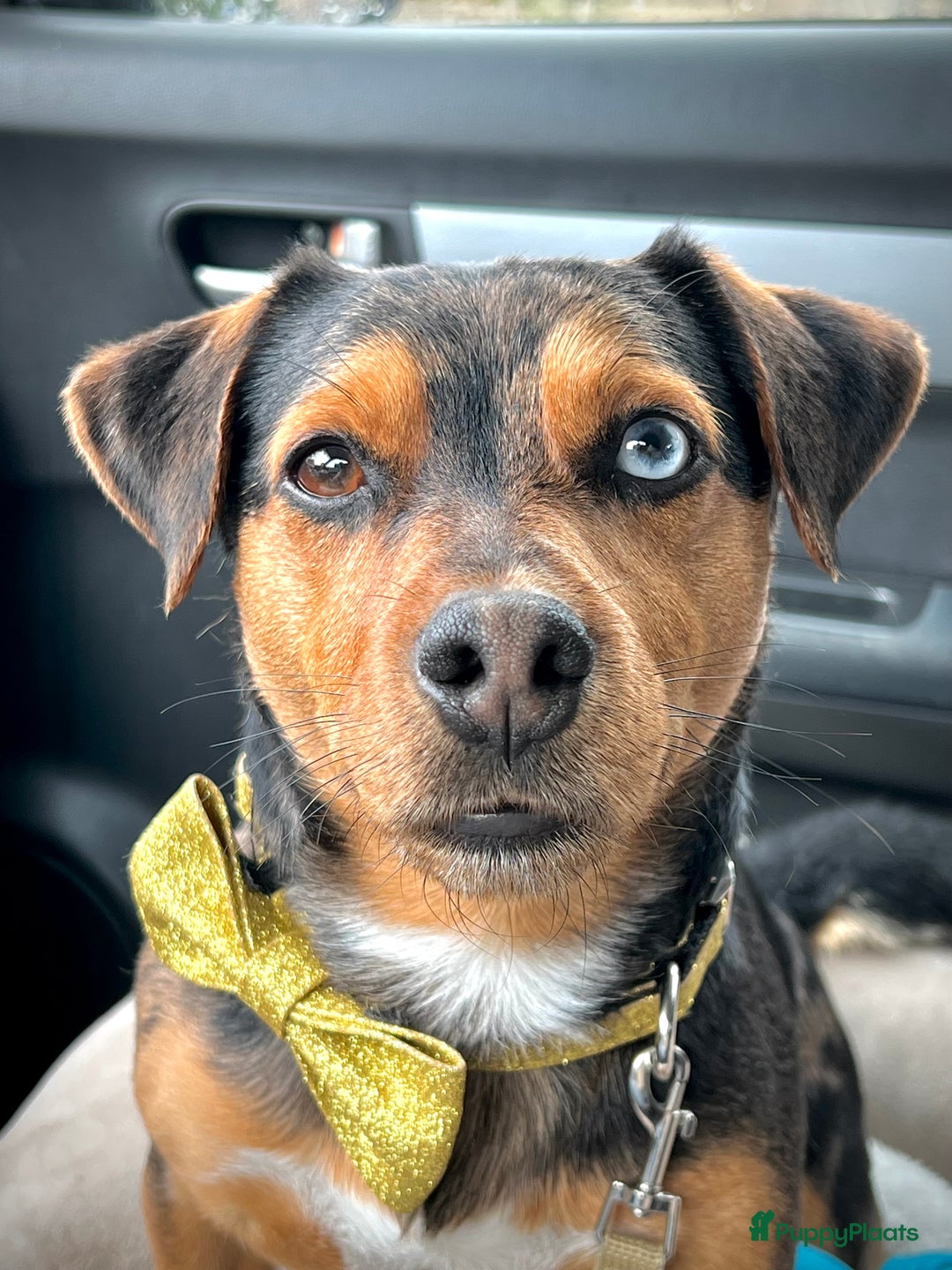 Jack Russel Terriër honden ter dekking: Dekreu Bruno  - Advertentie 1