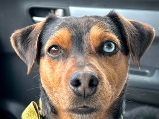 Jack Russel Terriër honden Dekreu Bruno - Advertentie 6