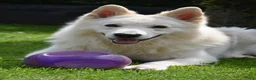 Kruising honden te koop: Nestaankondiging zwitserse witte herder outcross  - Advertentie 4