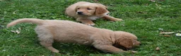Golden Retriever honden te koop: Golden Retriever pups met stamboom - Advertentie 7