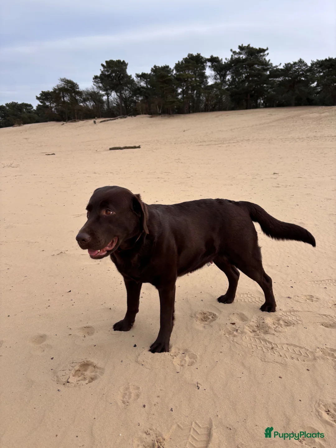 Labrador Retriever honden te koop: Puppy’s of a Brand New Way - Advertentie 2