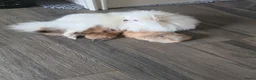 Pomeriaan honden te koop: Pomeriaan pups Nederlandse  - Advertentie 15