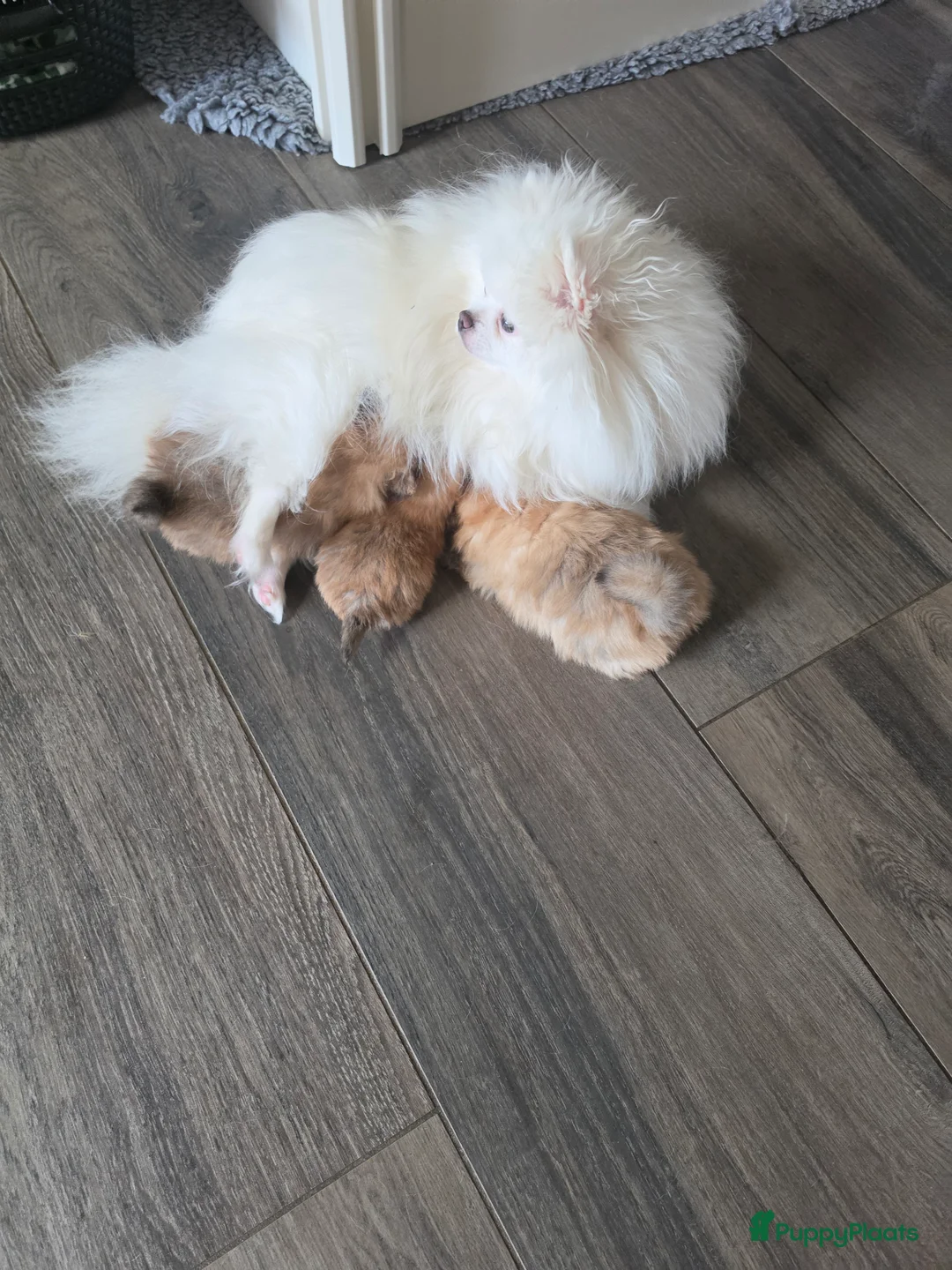 Pomeriaan honden te koop: Pomeriaan pups Nederlandse  - Advertentie 15