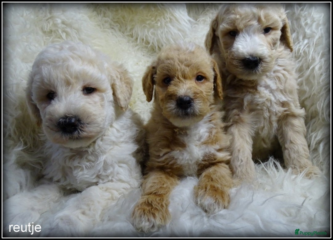 Labradoodle honden te koop: Labradoodle F4 medium pups - Advertentie 8