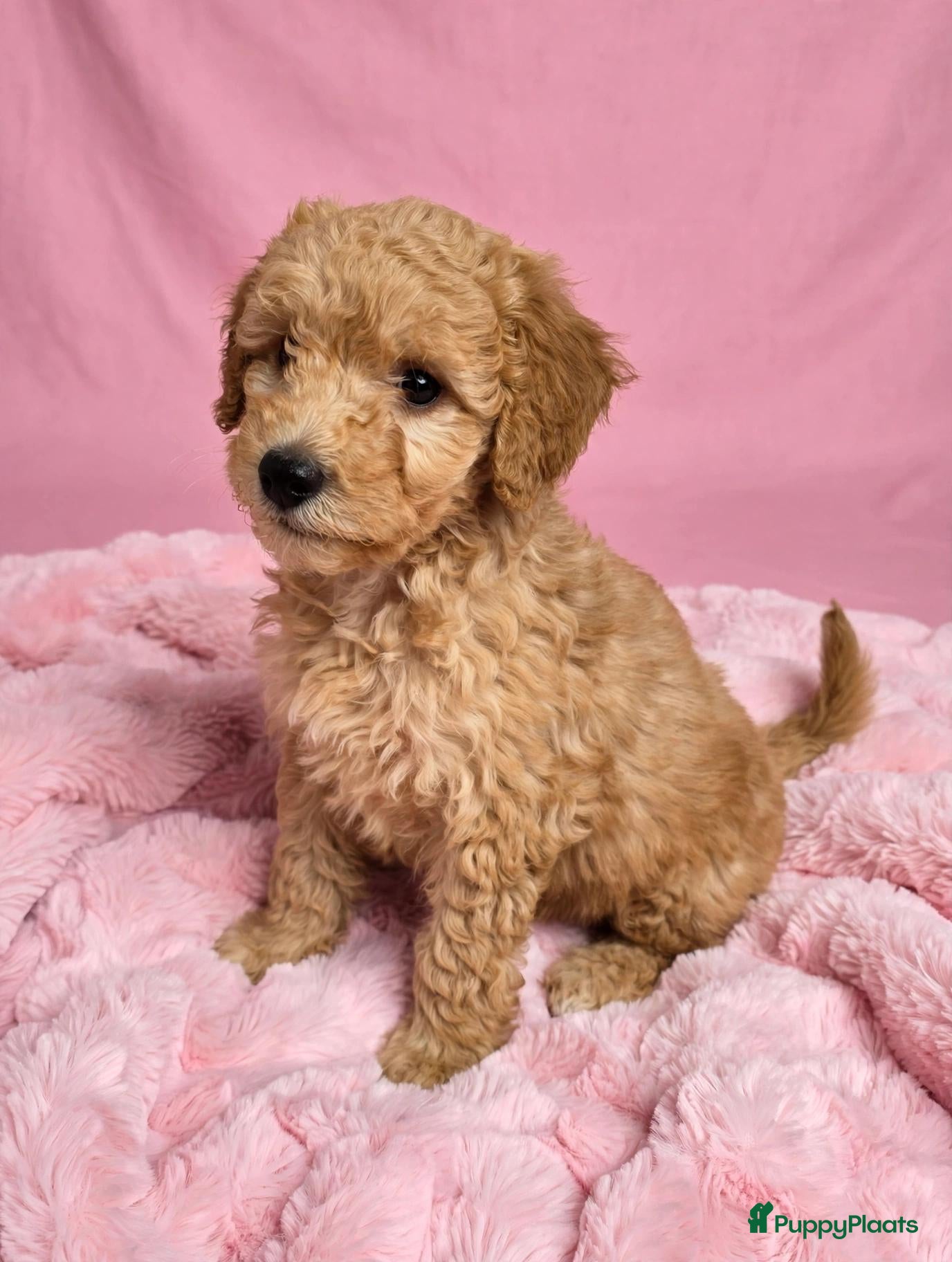 Labradoodle honden te koop: 🌸🌸Labradoodle puppie's teefjes beschikbaar🌸🌸 - Advertentie 1