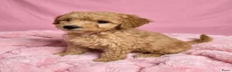Labradoodle honden te koop: 🌸🌸Labradoodle puppie's teefjes beschikbaar🌸🌸 - Advertentie 1