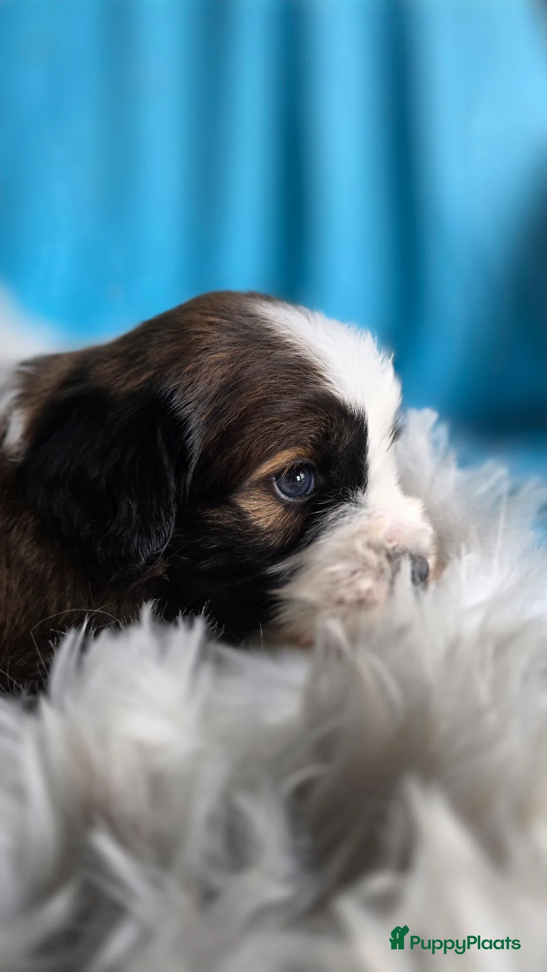 Tibetaanse Terriër honden te koop: Tibetaanse terrier pups FCI stamboom.  - Advertentie 5