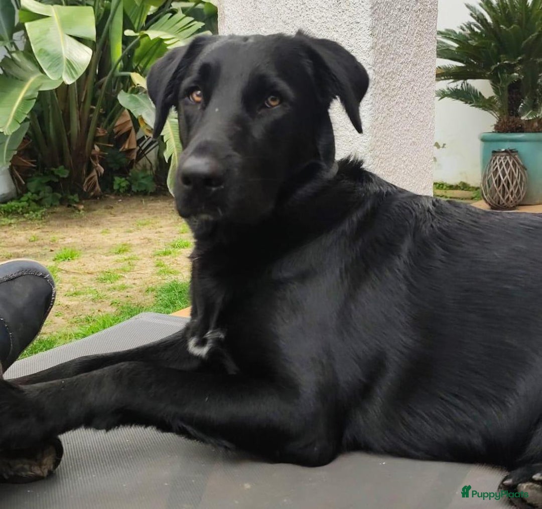 Labrador Retriever honden ter adoptie: lulu en maya twee labrador x  zoeken een en vriend - Afbeelding 6