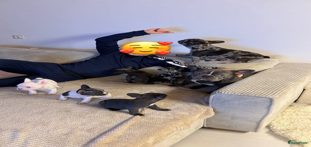 Galerij afbeelding {{count}}