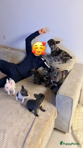 Galerij afbeelding {{count}}