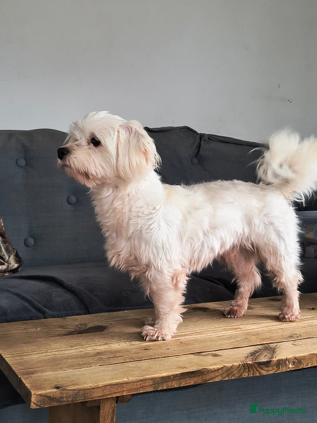 Maltezer honden ter dekking: Ervaren dekreu Maltezer - Advertentie 1