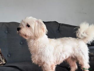 Maltezer honden Ervaren dekreu Maltezer - Advertentie 3