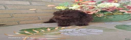 Poedel Toy honden te koop: Toy poedel  - Advertentie 3