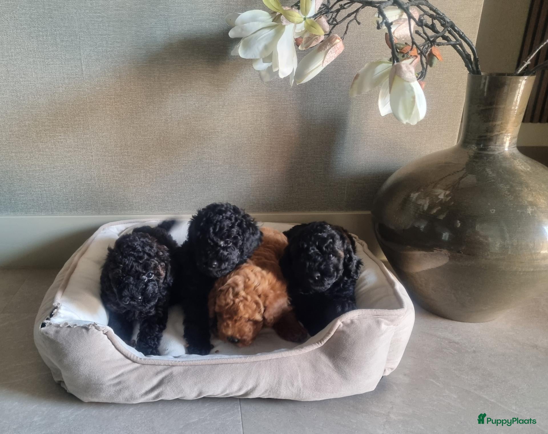 Poedel Toy honden Toypoedel pups 6 weken oud - Advertentie 1