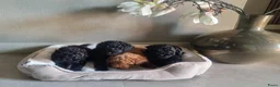 Poedel Toy honden te koop: Toypoedel pups 6 weken oud - Advertentie 1