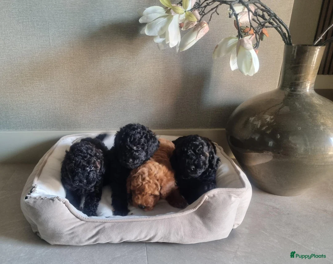 Poedel Toy honden te koop: Toypoedel pups 6 weken oud - Advertentie 1