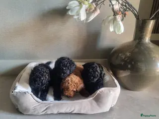 Poedel Toy honden Toypoedel pups 6 weken oud - Advertentie 1