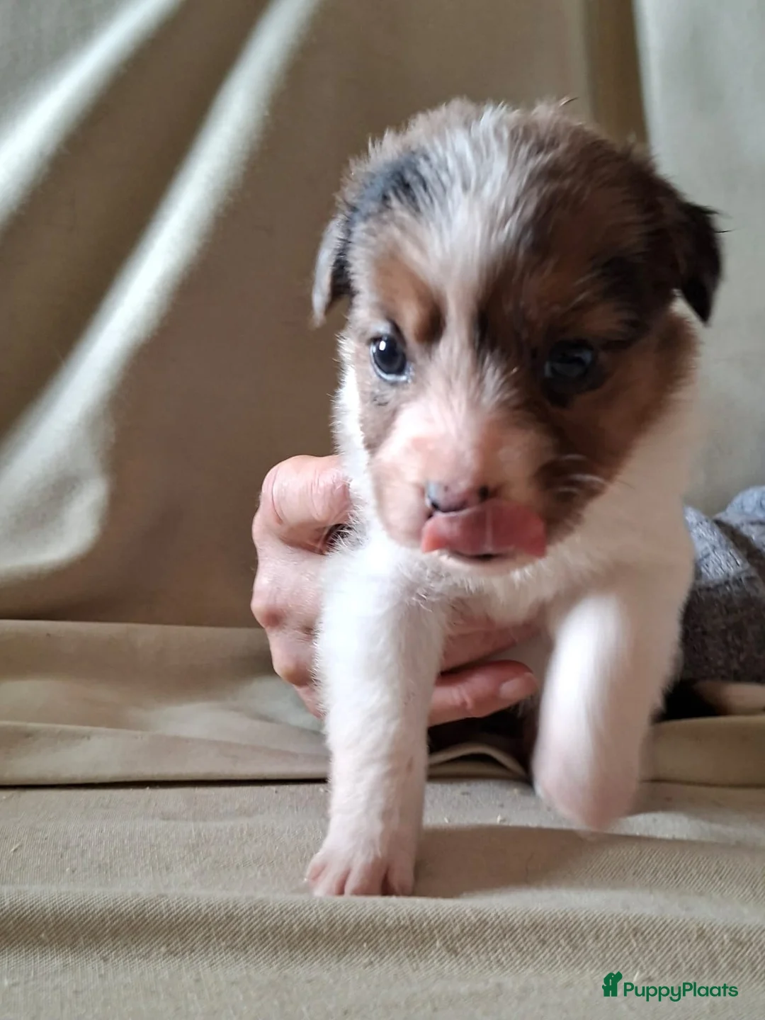 Border Collie honden te koop: bordercollie pups te koop - Advertentie 8