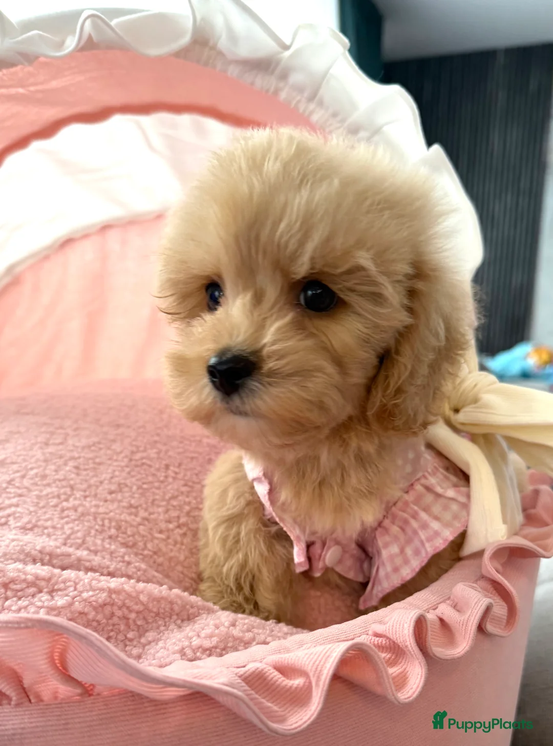 Maltipoo honden te koop: Mini Maltipoo pups , moeder aanwezig, NL nestje - Advertentie 5