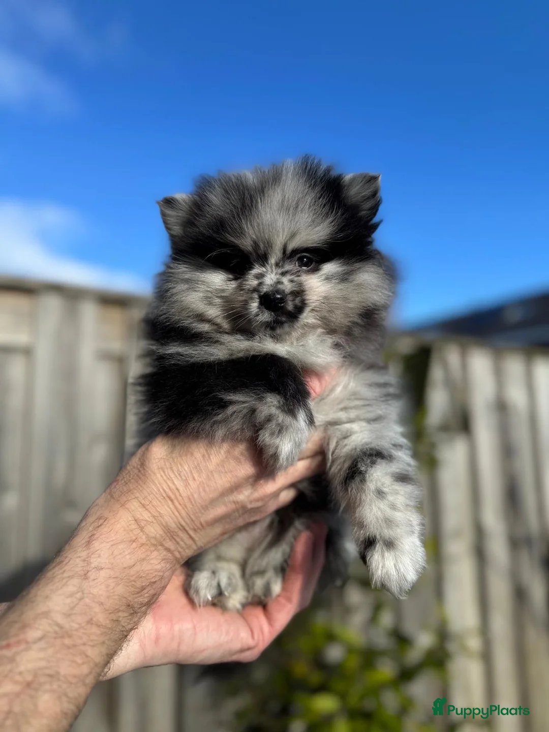 Pomeriaan honden te koop: Prachtige Pomeriaan pups  - Advertentie 5