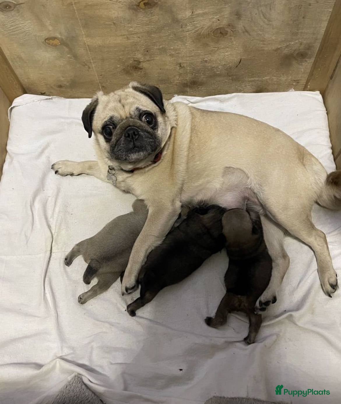 Mopshond honden Mopshond puppy’s, - Advertentie 8