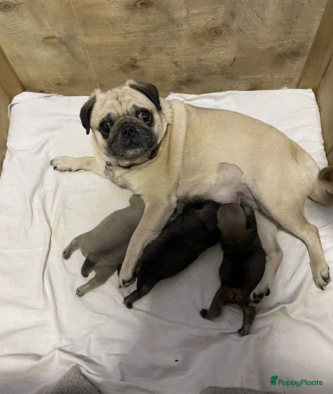 Mopshond honden te koop: Mopshond puppy’s, - Advertentie 1