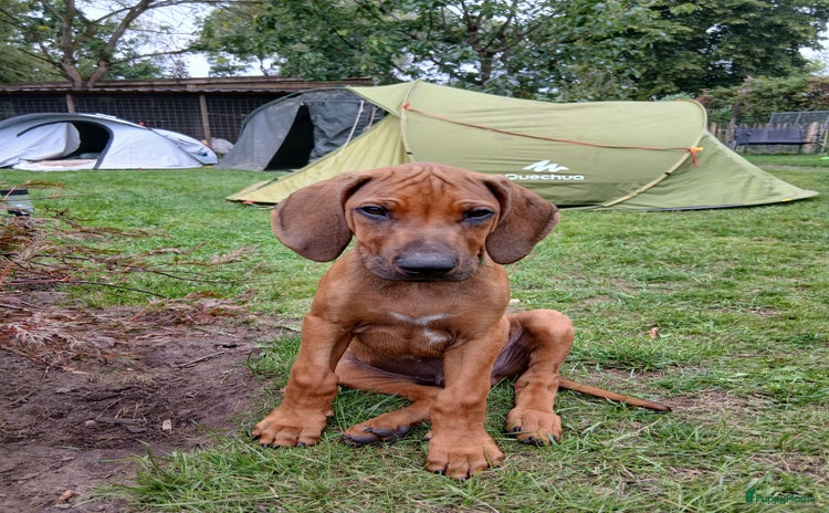 Rhodesian Ridgeback honden in Sint-Michielsgestel - Advertentie 1