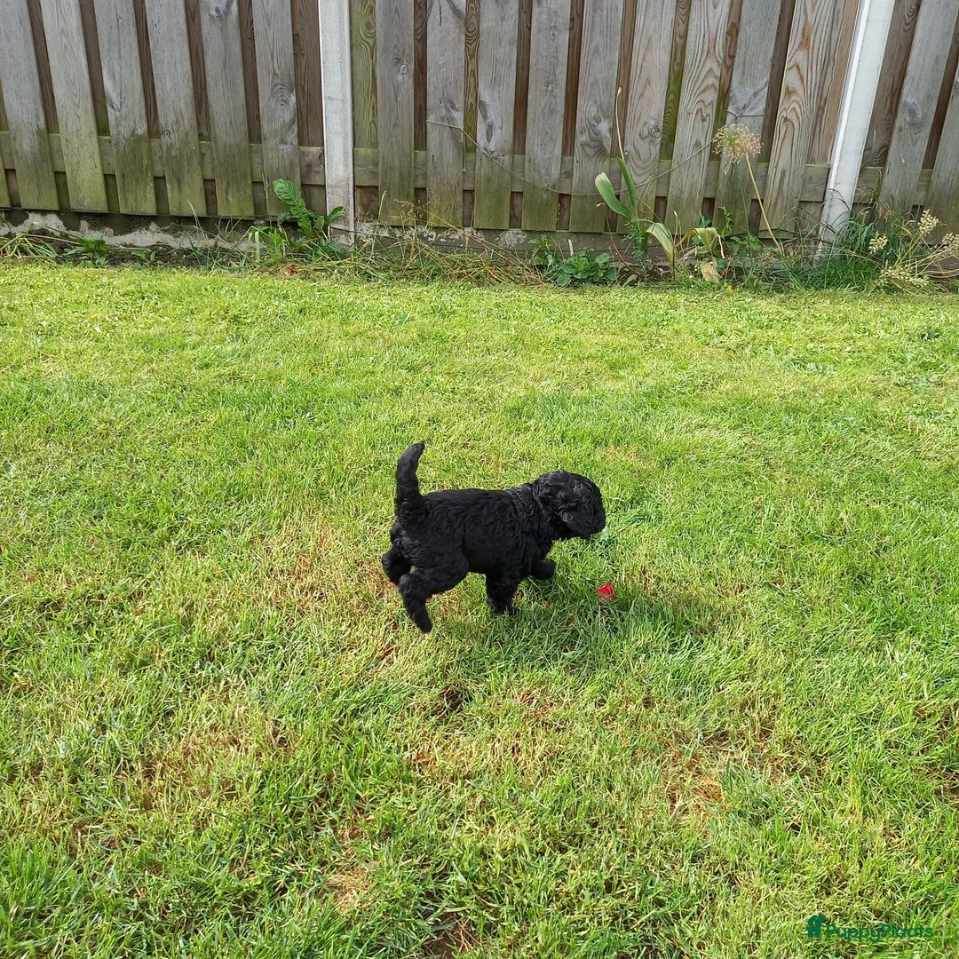 Poedel honden te koop: te koop koningspoedel pups  - Advertentie 1