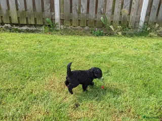Poedel honden te koop koningspoedel pups - Advertentie 1