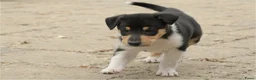 Schotse Herdershond korthaar honden te koop: Nog 2 knappe reuen schotse collie korthaar reuen. - Advertentie 15