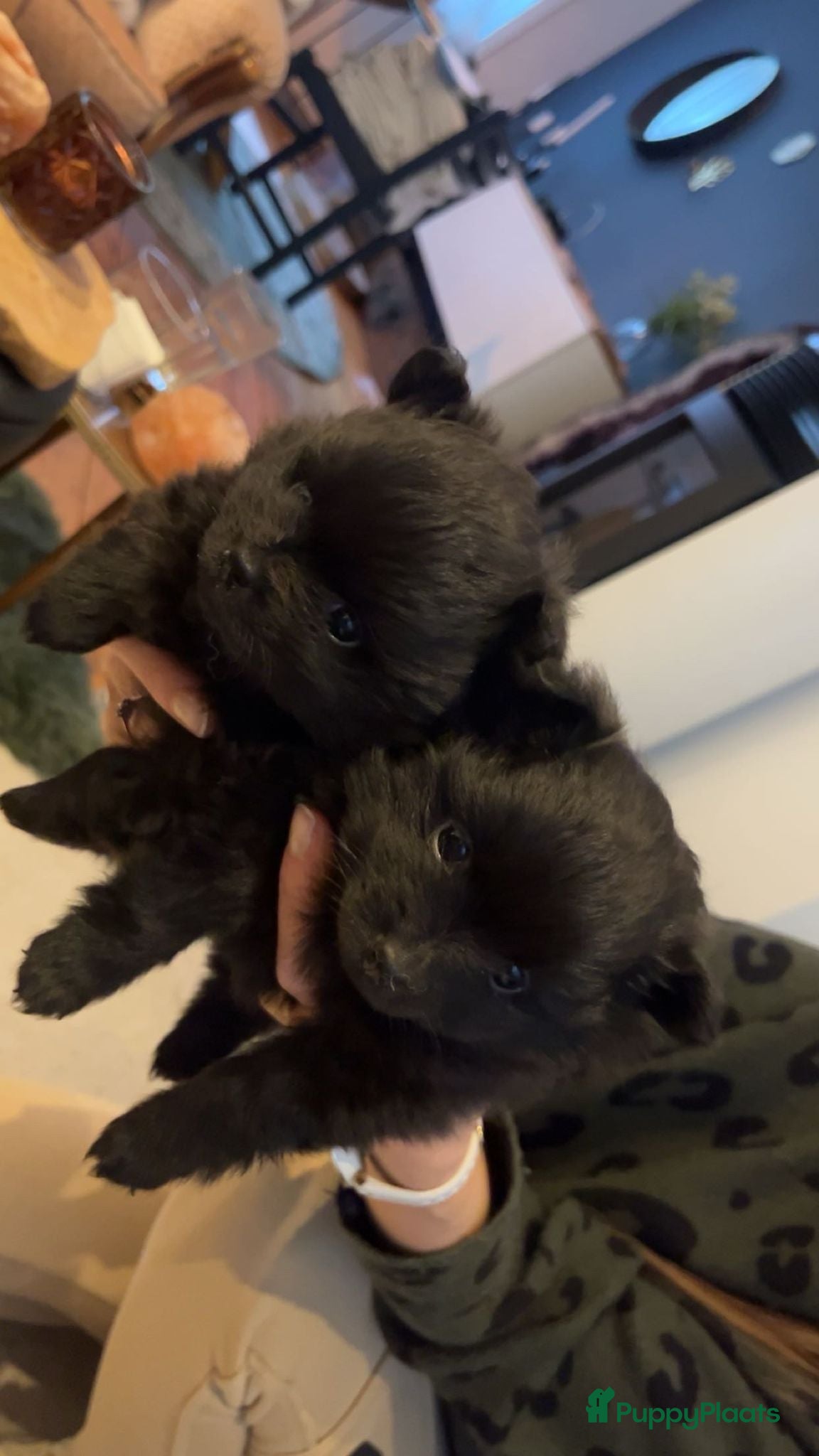 Pomeriaan honden Speels & Lief Pomeriaan Reutje en Teefje! - Advertentie 3