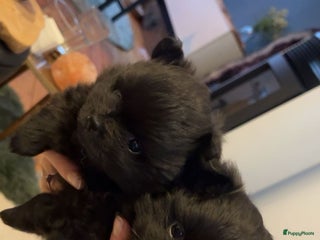 Pomeriaan honden Speels & Lief Pomeriaan Reutje en Teefje! - Advertentie 12