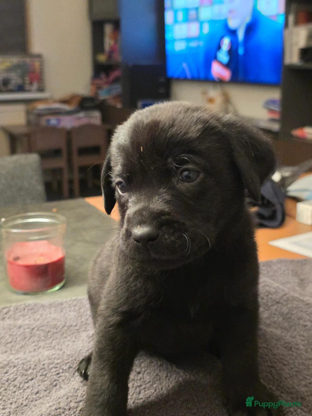 Labrador Retriever honden te koop: 6 mooie en lieve labradorpups - Advertentie 10