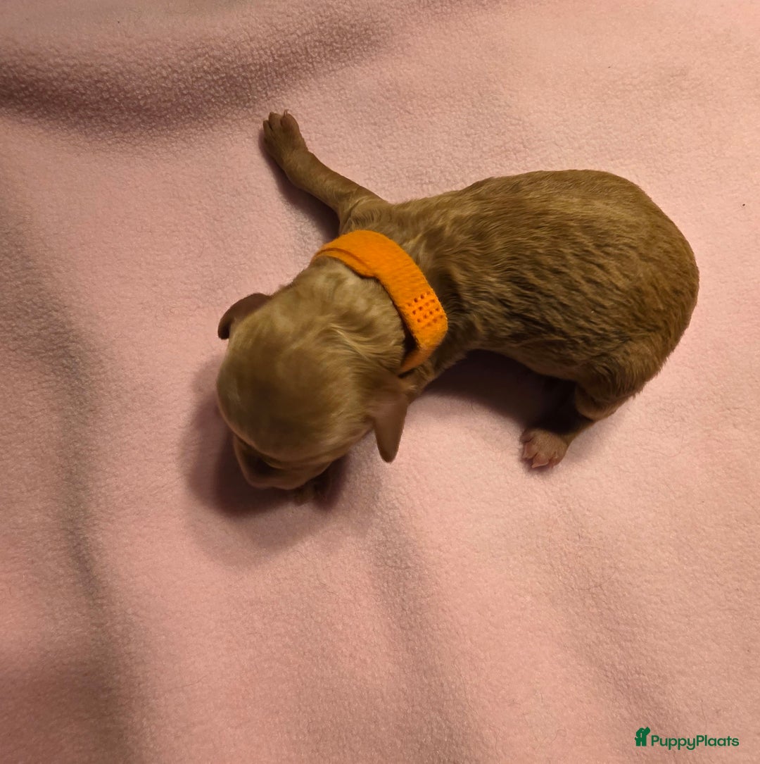 Dwergpoedel honden te koop: Xenna drachtig van 5 puppy's  - Advertentie 18