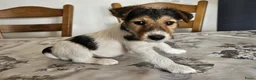 Fox Terriër Draadhaar honden te koop: Fox terier pupies - Advertentie 4