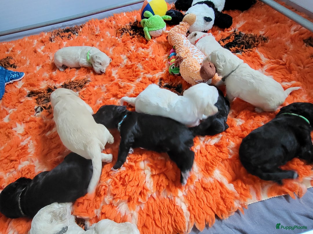Barbet honden te koop: Prachtige barbet puppy's in Den Ham - Afbeelding 16
