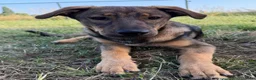 Kruising honden te koop: Fayaa - Advertentie 2