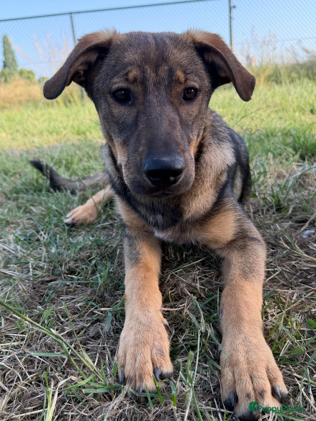 Kruising honden te koop: Fayaa - Advertentie 2