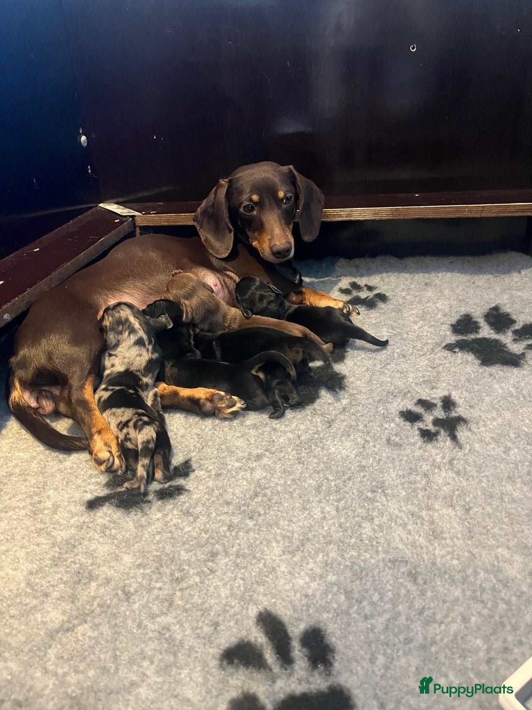 Teckel (korthaar)  honden te koop: Dwerg Teckel pups 2-1 geboren NOG 2 BESCHRIKBAAR - Advertentie 14