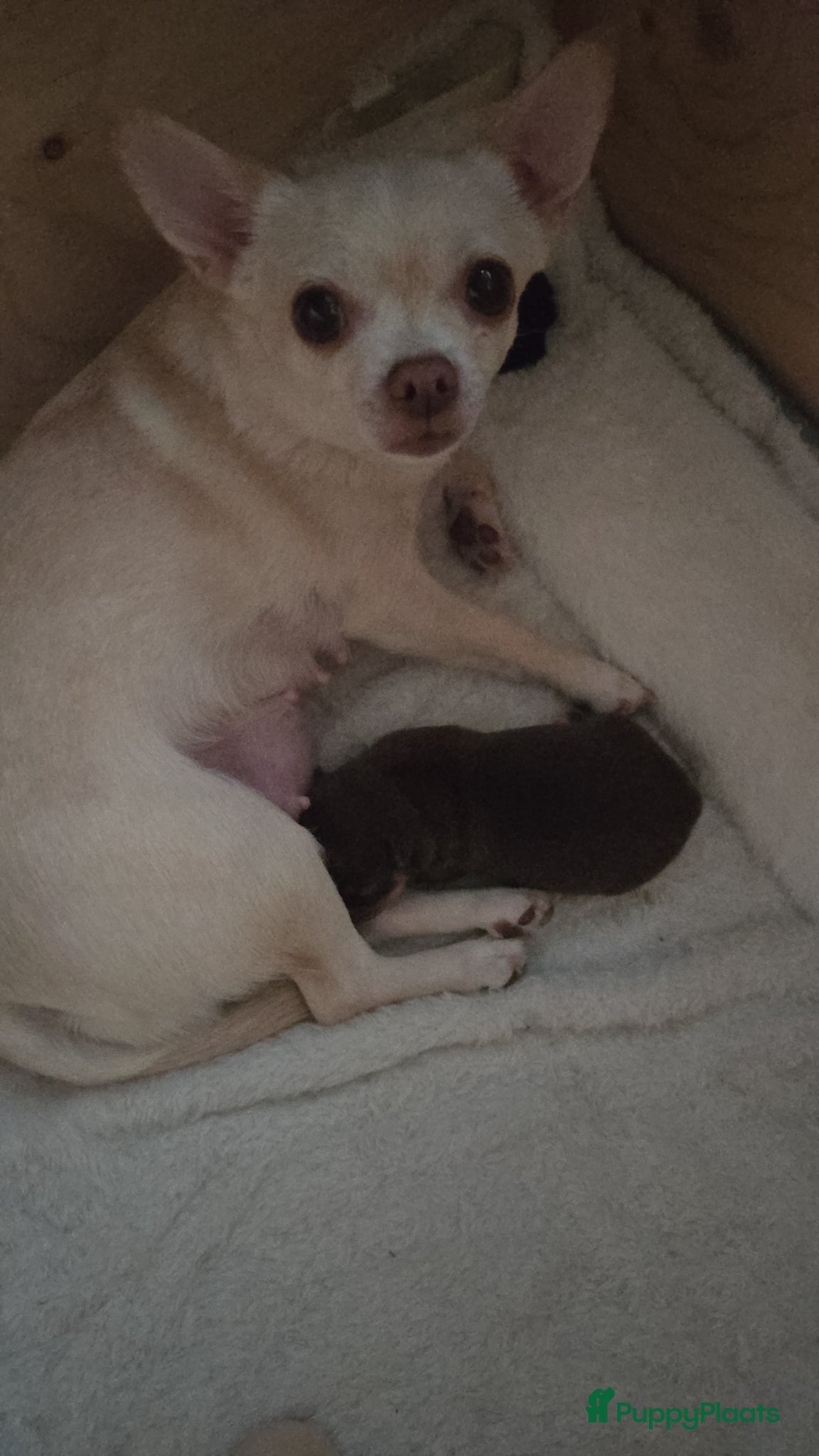 Chihuahua honden Choco tan  - Advertentie 2