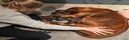 Rhodesian Ridgeback honden te koop: Rhodesian ridgeback pups - Advertentie 13