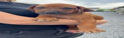 Rhodesian Ridgeback honden te koop: Rhodesian ridgeback pups - Advertentie 6