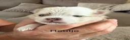 Pomeriaan honden te koop: Pomeriaan pups - Advertentie 6