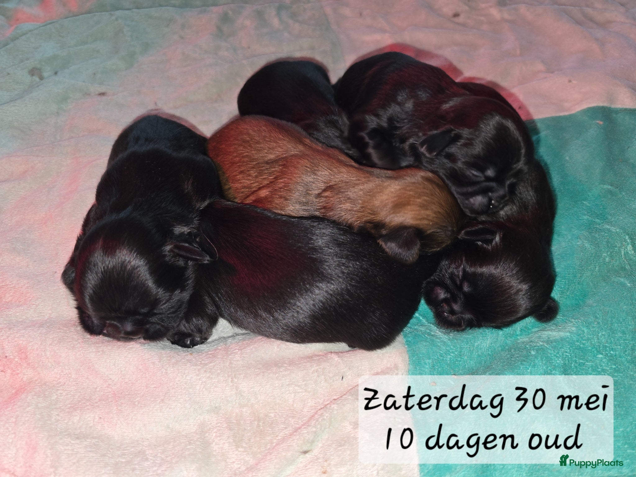 Kruising honden Prachtige Shih-Tzu x Maltezer Pups🖤🤎 (Boomer) - Advertentie 9