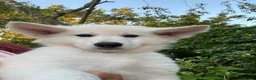 Zwitserse Witte Herdershond honden te koop: Zwitserse witte herder pups - Advertentie 9